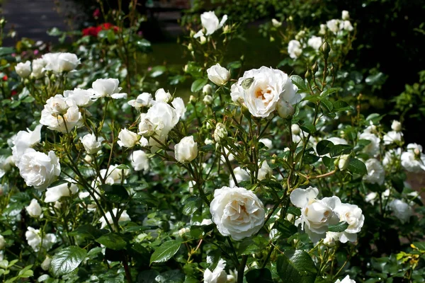 Naturalne tło, piękne róże w ogrodzie — Zdjęcie stockowe