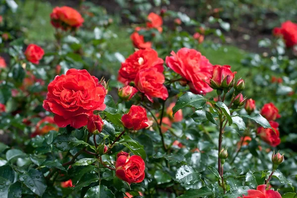 Doğal arka plan, Bahçe içinde güzel gül