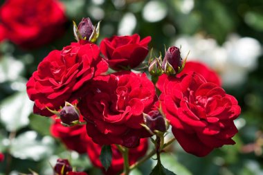 Doğal arka plan, Bahçe içinde güzel gül