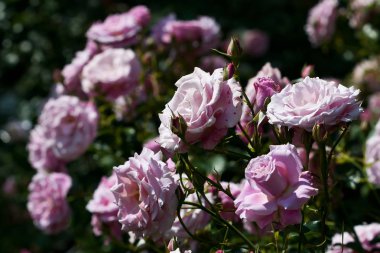 Doğal arka plan, Bahçe içinde güzel gül