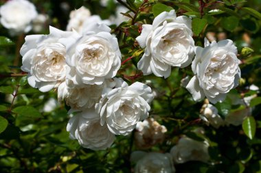 Güzel çiçek bahçesi olan arka plan bulanık