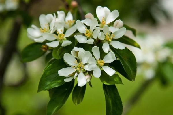 Fleurs Printemps Fleurs Pomme Contexte Naturel — Photo