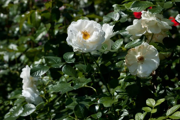 Fleur Rose Sauvage Fleurie Avec Des Feuilles Vertes Dans Jardin — Photo