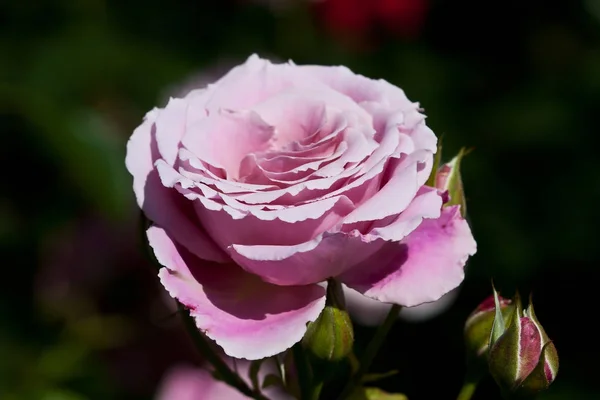 Közelkép Természetes Gyönyörű Rózsa Virág Kertben Szelektív Fókusz — Stock Fotó