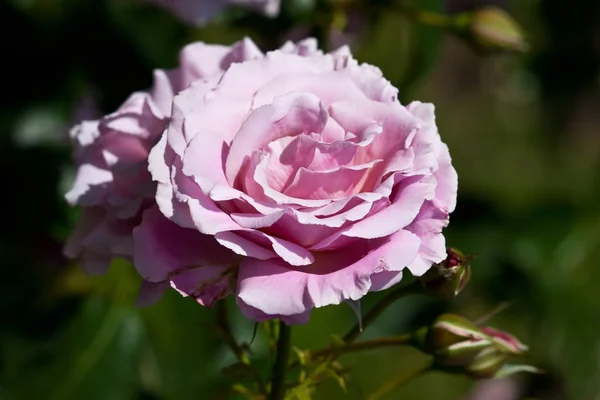 Közelkép Természetes Gyönyörű Rózsa Virág Kertben Szelektív Fókusz — Stock Fotó