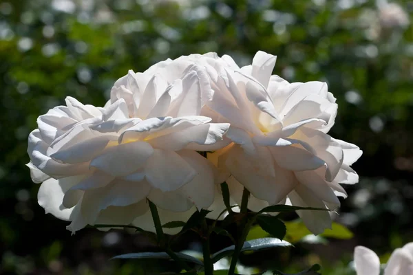 夏に咲くバラの花 — ストック写真