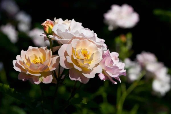 Naturalne Tło Piękne Róże Ogrodzie — Zdjęcie stockowe