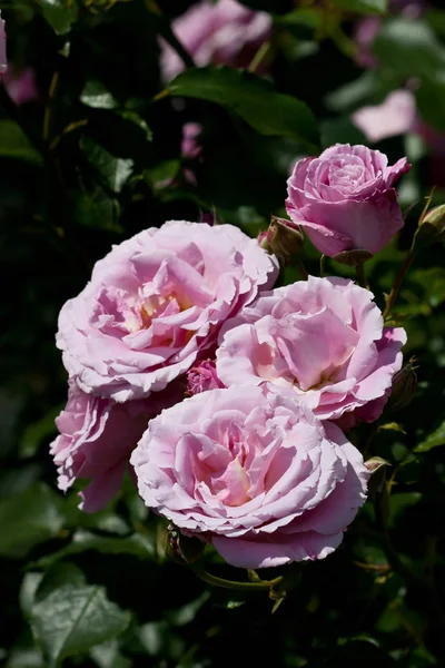 Természetes Környezet Gyönyörű Rózsák Kertjében — Stock Fotó