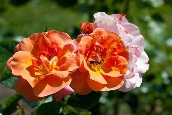 Dzika Róża Kwiat Kwitnący Zielonych Liści Ogrodzie Zdjęcie Tapetę Życzeniami — Zdjęcie stockowe