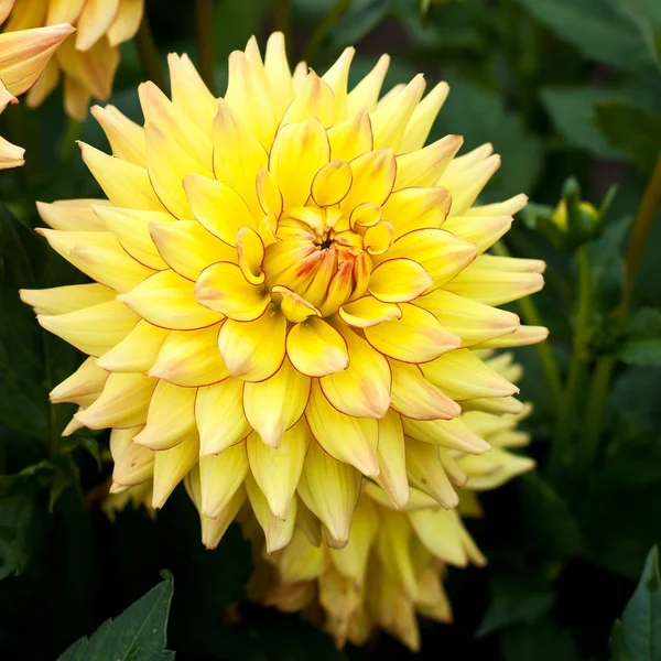 Close Van Natuurlijke Prachtige Dahlia Bloemen Tuin Selectieve Aandacht — Stockfoto