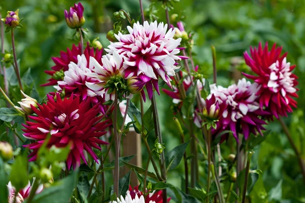 Verse Bloeiende Dahlia Zomertuin — Stockfoto