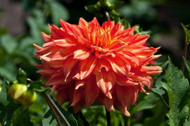 Yıldız Çiçeği çiçek çiçeklenme yaz