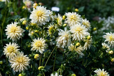 Doğal arka plan, Bahçe içinde güzel yıldız çiçeği