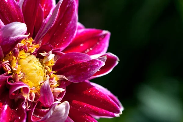 Close Van Natuurlijke Prachtige Dahlia Bloemen Tuin Selectieve Aandacht — Stockfoto