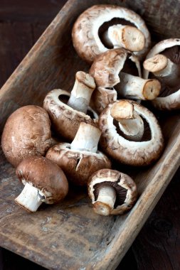 Champignon mantar, yakın çekim seçici odak,
