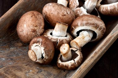 Champignon mantar, yakın çekim seçici odak,