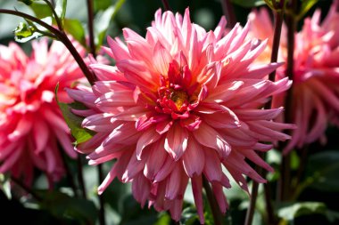 Doğal güzel yıldız çiçeği Çiçek bahçesinde kapatın. Seçici odak