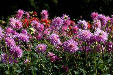 Doğal arka plan, Bahçe içinde güzel yıldız çiçeği