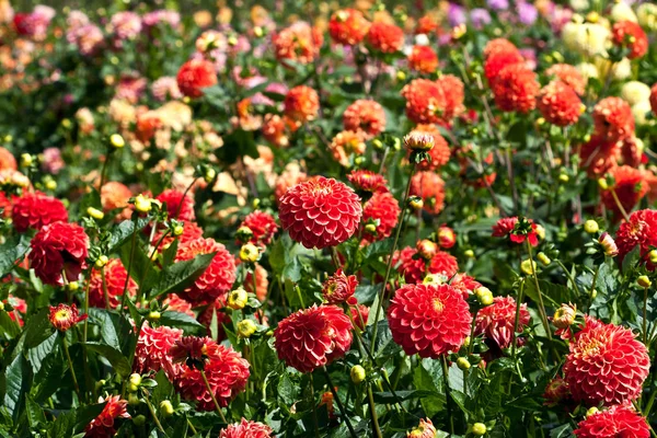 Красивые Красочные Георгины Поле Цветы Фон — стоковое фото