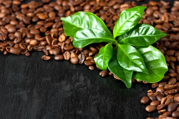 Palonych ziaren kawy z zielonych liści — Zdjęcie stockowe