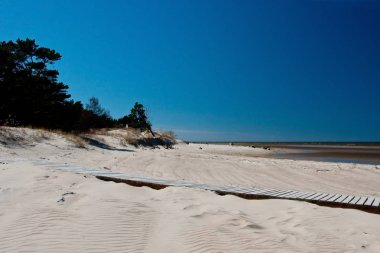 Çam ağaçları ve kum tepeleri Kurzeme, Letonya