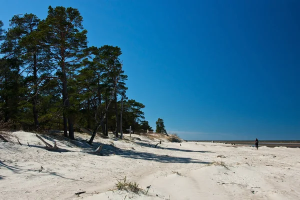 Pins et dunes de sable à Kurzeme, Lettonie — Photo