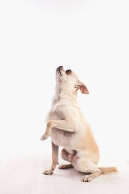 Beyaz arka planda beyaz bir chihuahua köpeği..