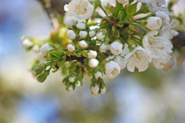 Beyaz çiçekli kiraz dalı. Bahçede çiçek sakura. Doğa arkaplanı. Bahar çiçekleri. İlkbahar.