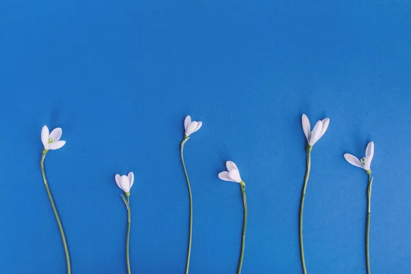 Flores Nieve Sobre Fondo Azul Concepto Mínimo Primavera Colocación Plana — Foto de Stock