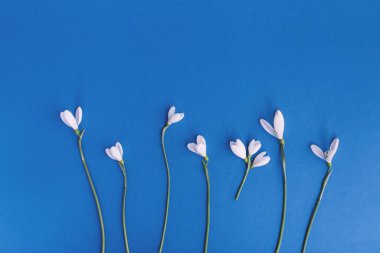 Mavi arka planda kar damlası çiçekleri. Bahar minimum konsepti. Düz konum, boşluk kopyala, üst görünüm.