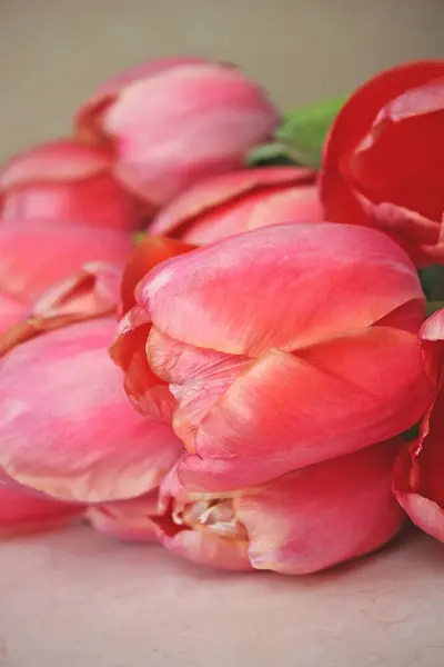 Bunch of spring tulip flower. Pink tulips. Spring flowers. Springtime.