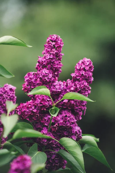 Blooming Violet Lilac Bush Spring Time Lilac Blooms Nature Background — Stock Photo, Image