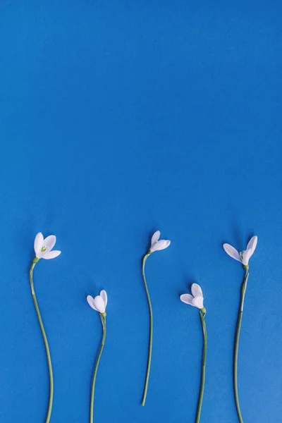 Flores Nieve Sobre Fondo Azul Concepto Mínimo Primavera Colocación Plana — Foto de Stock