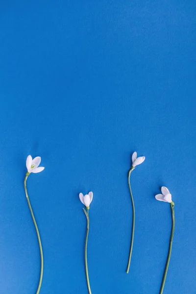 Flores Nieve Sobre Fondo Azul Concepto Mínimo Primavera Colocación Plana — Foto de Stock