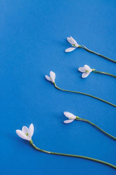 Flores Nieve Sobre Fondo Azul Concepto Mínimo Primavera Colocación Plana — Foto de Stock