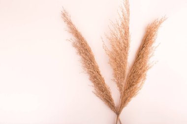 Kurutulmuş doğal otlar. Minimum konsept. Düz konum, boşluk kopyala, üst görünüm.