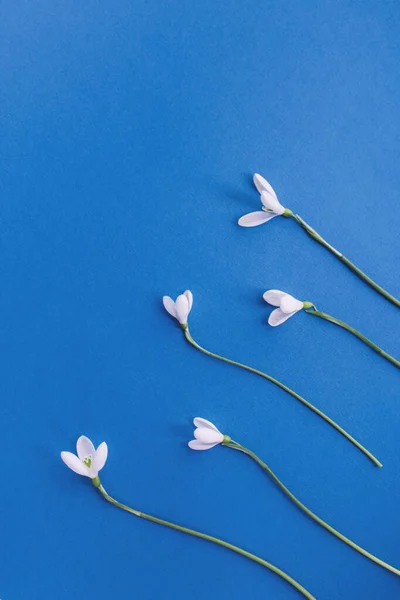 Flores Nieve Sobre Fondo Azul Concepto Mínimo Primavera Colocación Plana — Foto de Stock