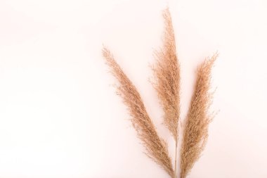 Kurutulmuş doğal otlar. Minimum konsept. Düz konum, boşluk kopyala, üst görünüm.