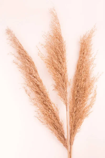 Pampas Naturais Secas Grama Conceito Mínimo Flat Lay Espaço Cópia — Fotografia de Stock