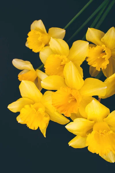 Flores Narcisas Amarillas Sobre Fondo Negro Composición Flores Piso Tendido — Foto de Stock