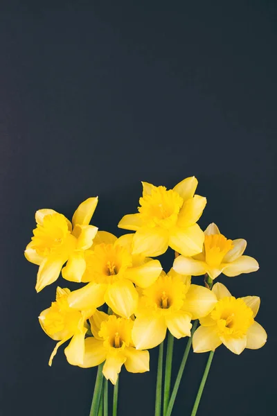 Flores Narcisos Amarelas Sobre Fundo Preto Composição Flores Deitado Plano — Fotografia de Stock