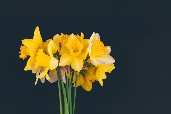 Flores Narcisos Amarelas Sobre Fundo Preto Composição Flores Deitado Plano — Fotografia de Stock