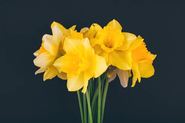 Flores Narcisos Amarelas Sobre Fundo Preto Composição Flores Deitado Plano — Fotografia de Stock