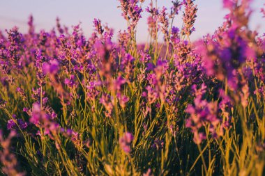 Gün batımında güzel mor lavanta tarlaları. Fransa 'da Provence. Lavanta çiçekleri. Metnin için alanı kopyala. Düz yatış stili. Üst görünüm.