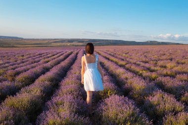 Gün batımında lavanta tarlalarında yürüyen beyaz elbiseli güzel bir kız. Provence, Fransa. 