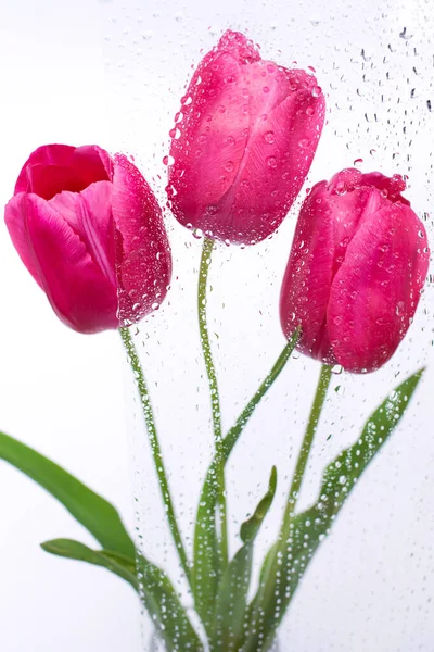 Flores Cor Rosa Tulipas Atrás Vidro Molhado Com Gotas Chuva — Fotografia de Stock