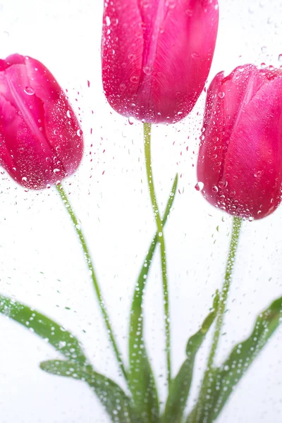 Gotas Água Fundo Flores Rosa Tulipas Fundo Desfocado Lugar Para — Fotografia de Stock