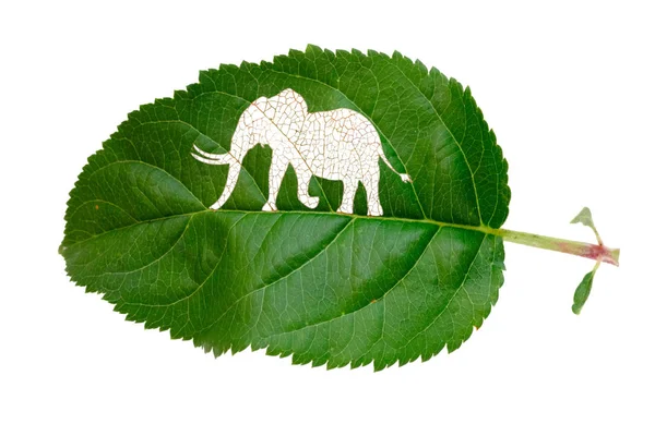 Elephan 'ı ve koruma ortamını koru