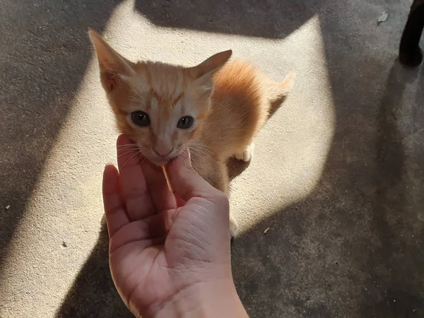 My yellow striped Thai kitten 06 — Stock Photo, Image