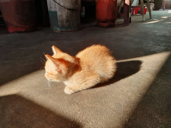 Mon chaton thaï à rayures jaunes 05 — Photo